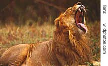 lion king