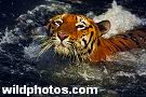 Amrit P. Singh - India stock photos- Portfolio