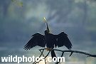 images open on a new page